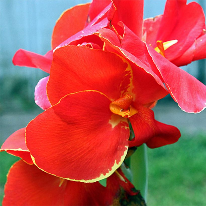 Blumenrohr Lolita - Canna (Flowering)