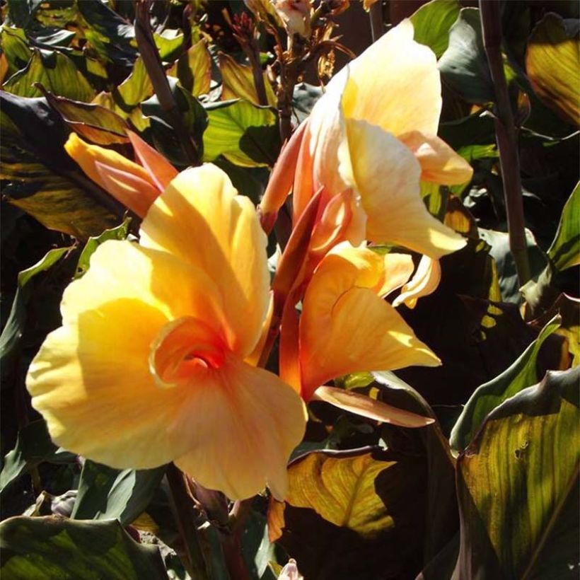 Blumenrohr Louis Cottin - Canna (Flowering)