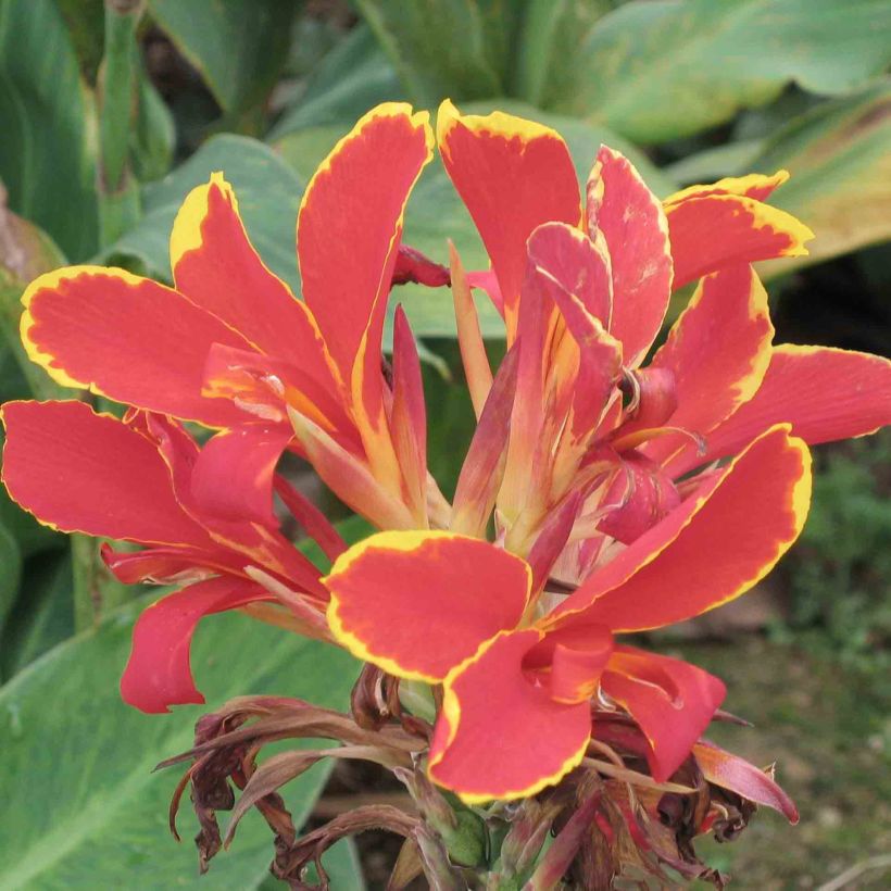 Blumenrohr Lucifer - Canna (Flowering)
