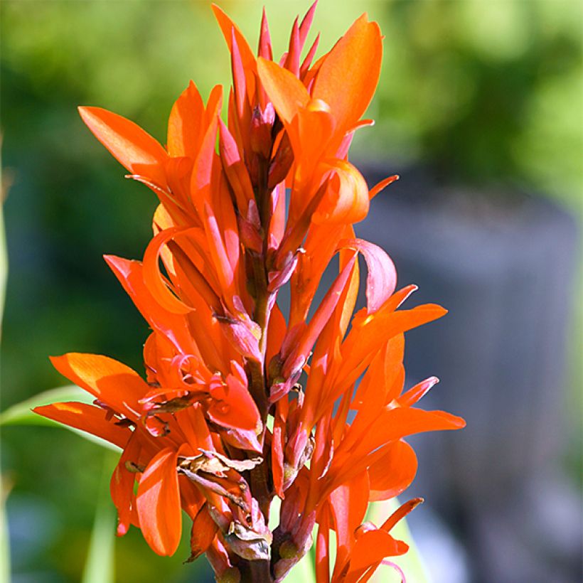 Blumenrohr Marabout - Canna (Flowering)