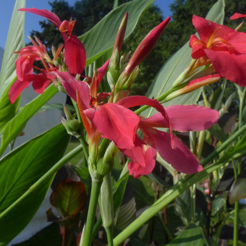 Blumenrohr Perkeo - Canna (Flowering)