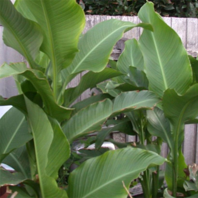 Blumenrohr Petit Poucet - Canna (Foliage)
