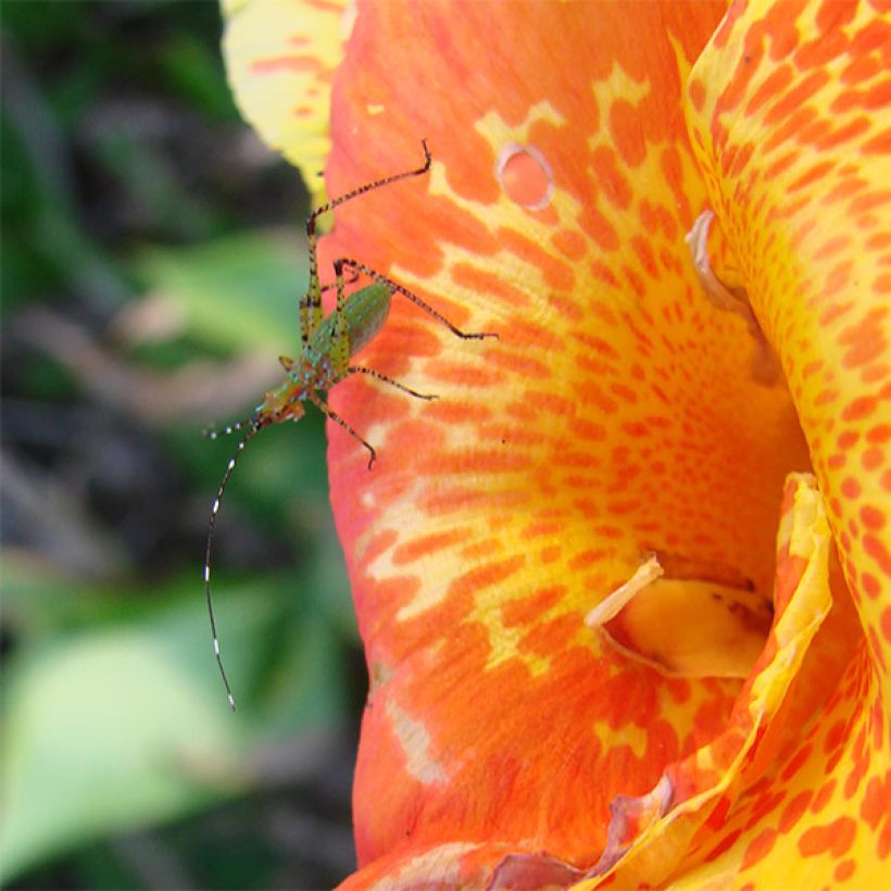 Blumenrohr Petit Poucet - Canna (Flowering)