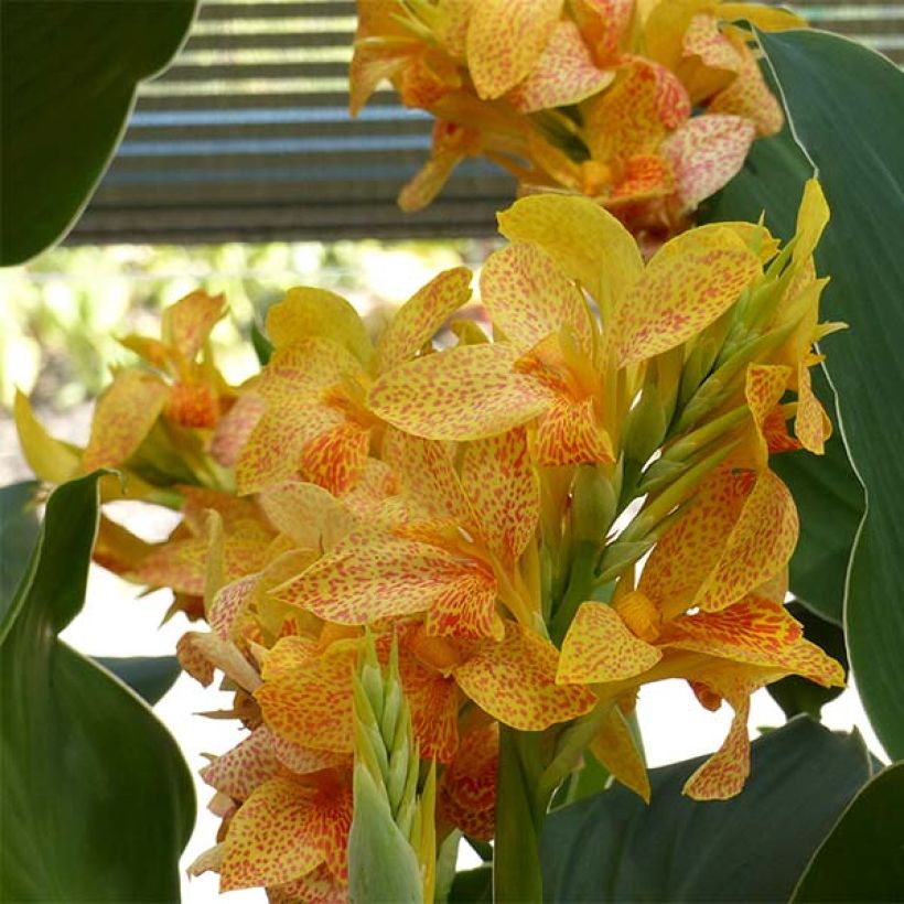 Blumenrohr Picasso - Canna (Flowering)