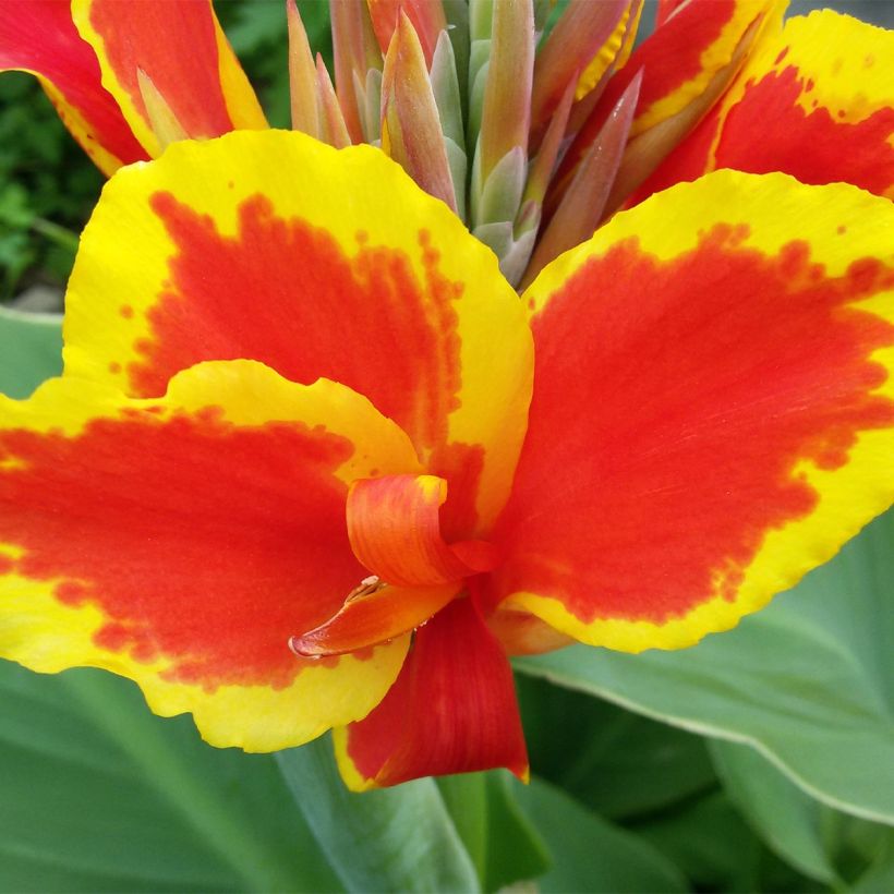 Blumenrohr Queen Charlotte - Canna (Flowering)