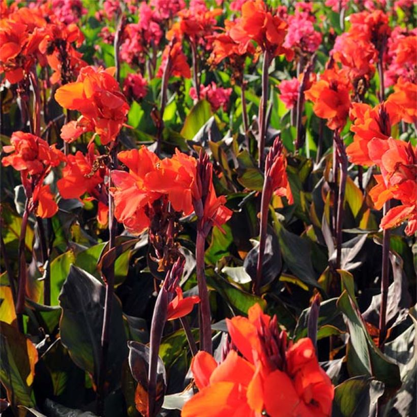 Blumenrohr Red King Humbert - Canna (Flowering)