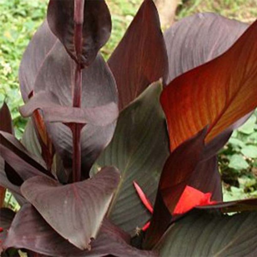 Blumenrohr Semaphore - Canna (Foliage)