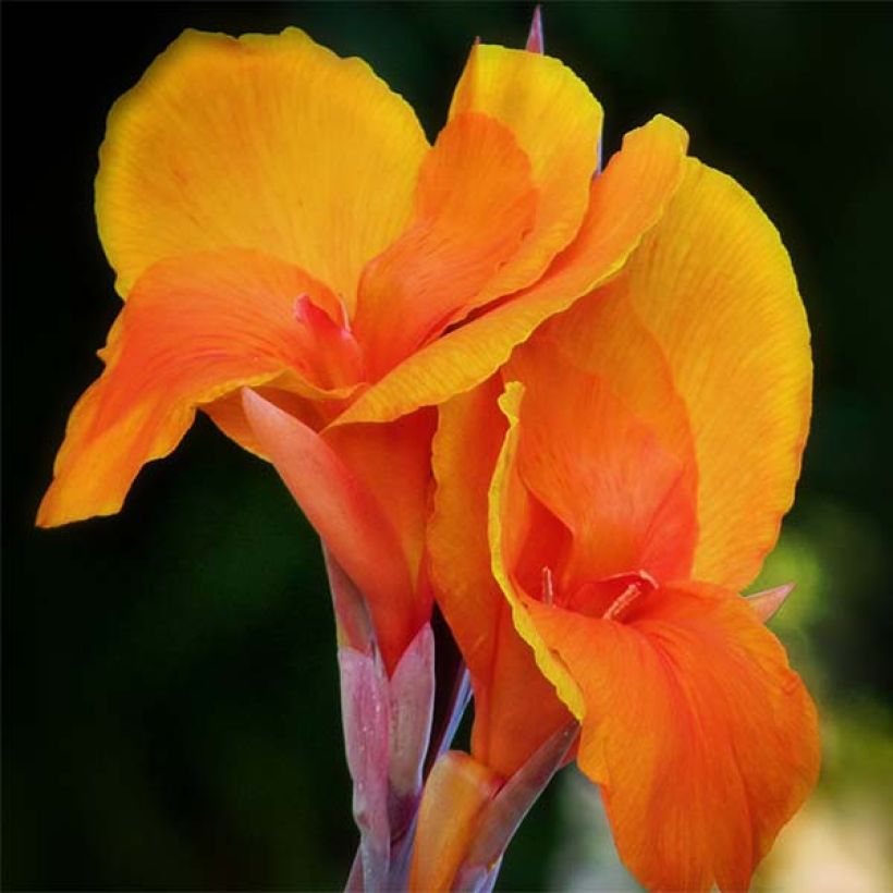 Blumenrohr Semaphore - Canna (Flowering)