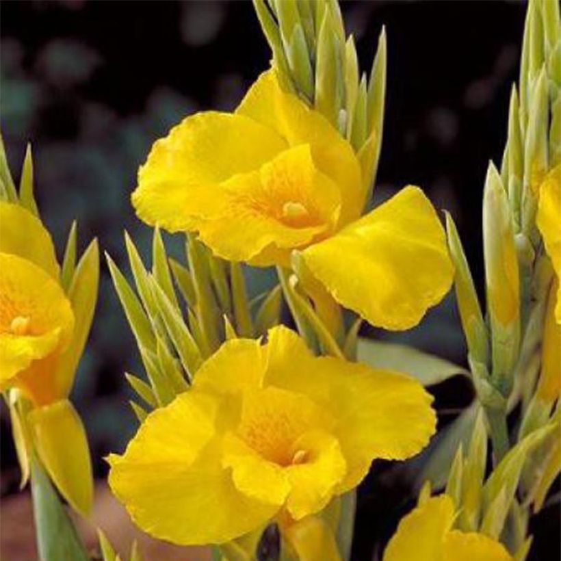 Blumenrohr Soleil d'Or - Canna (Flowering)