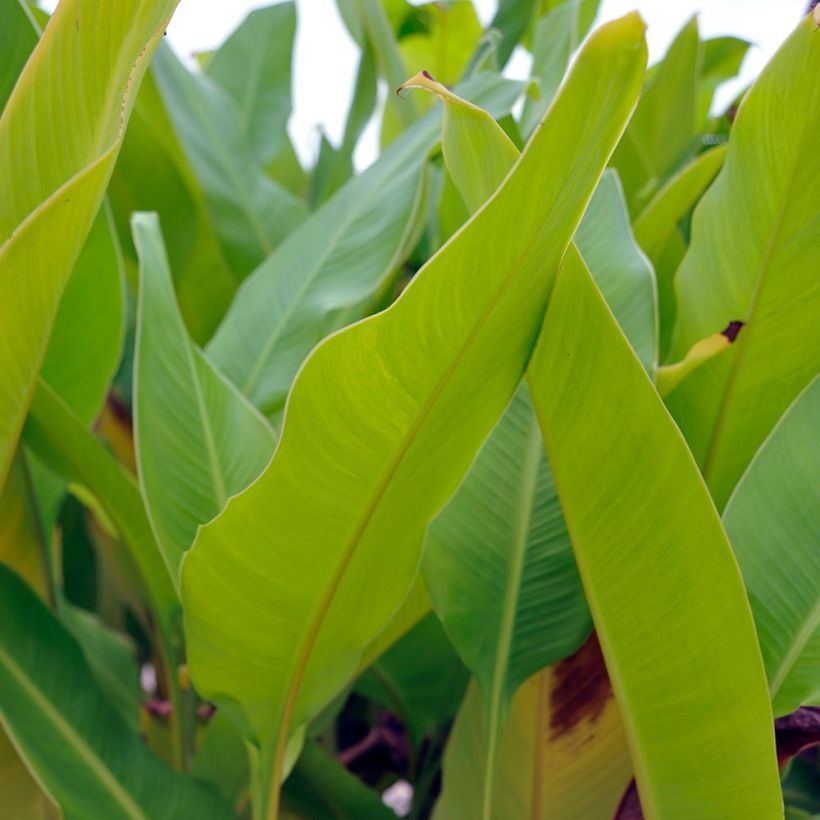 Blumenrohr Strasbourg - Canna (Foliage)