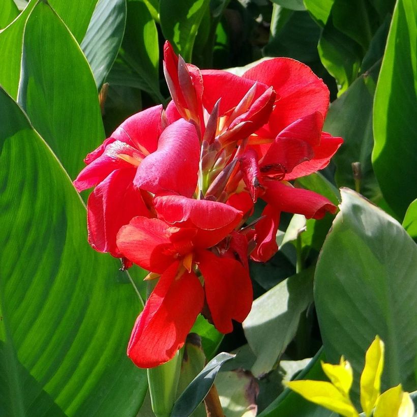Blumenrohr Strasbourg - Canna (Flowering)