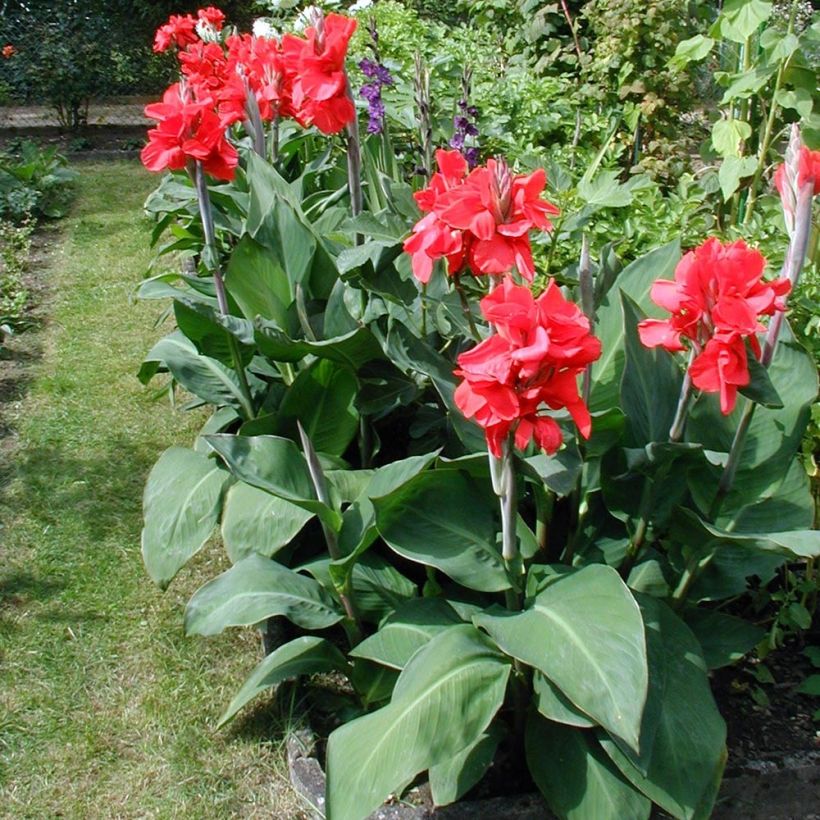 Blumenrohr Strasbourg - Canna (Plant habit)