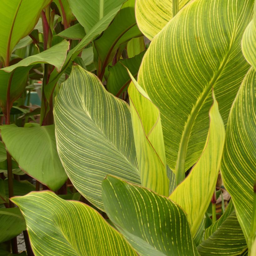 Blumenrohr Striata - Canna (Foliage)