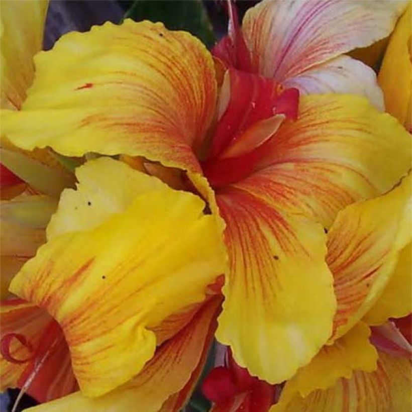 Blumenrohr Talisman - Canna (Flowering)