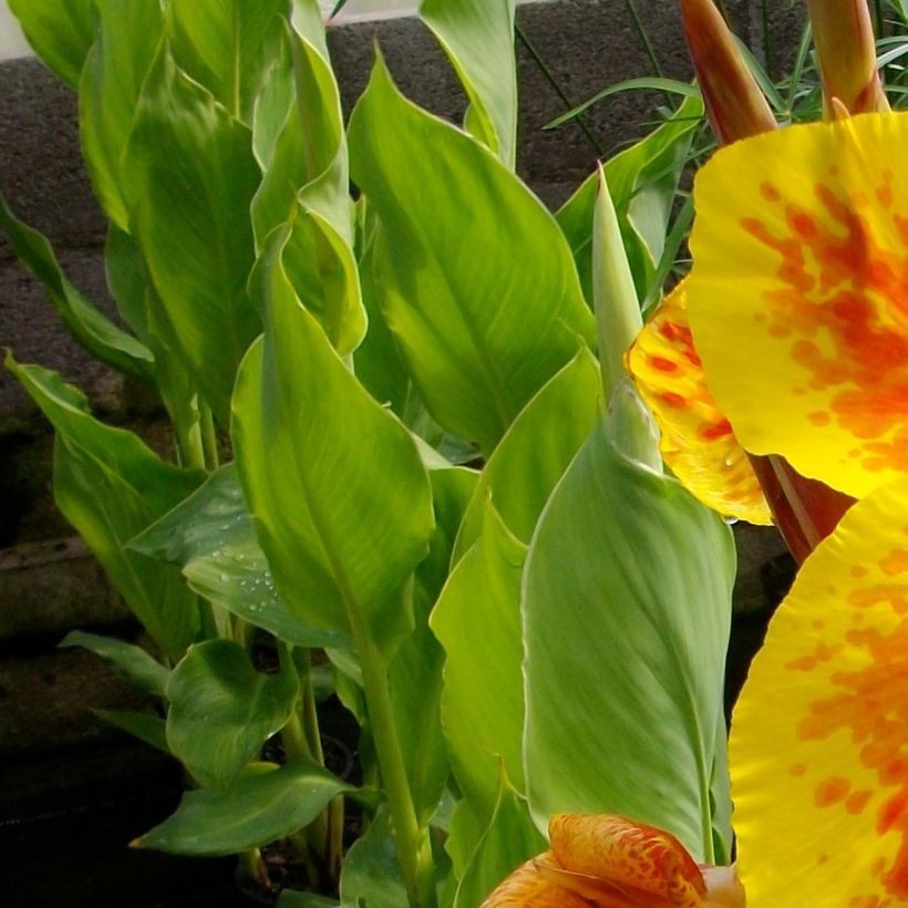 Blumenrohr Taroudant - Canna (Foliage)