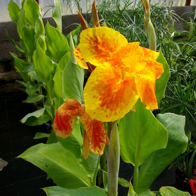 Blumenrohr Taroudant - Canna (Flowering)