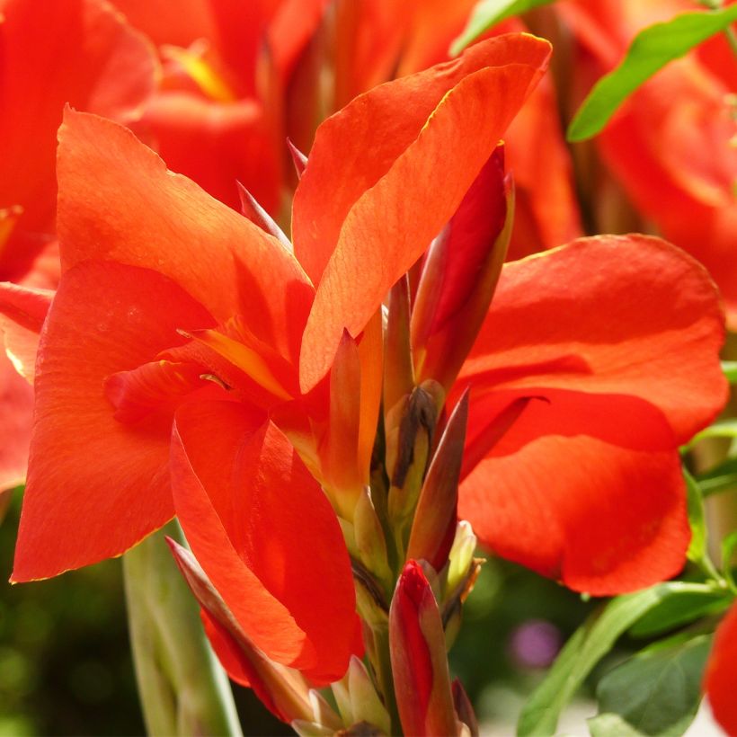 Blumenrohr Tarouking - Canna (Flowering)