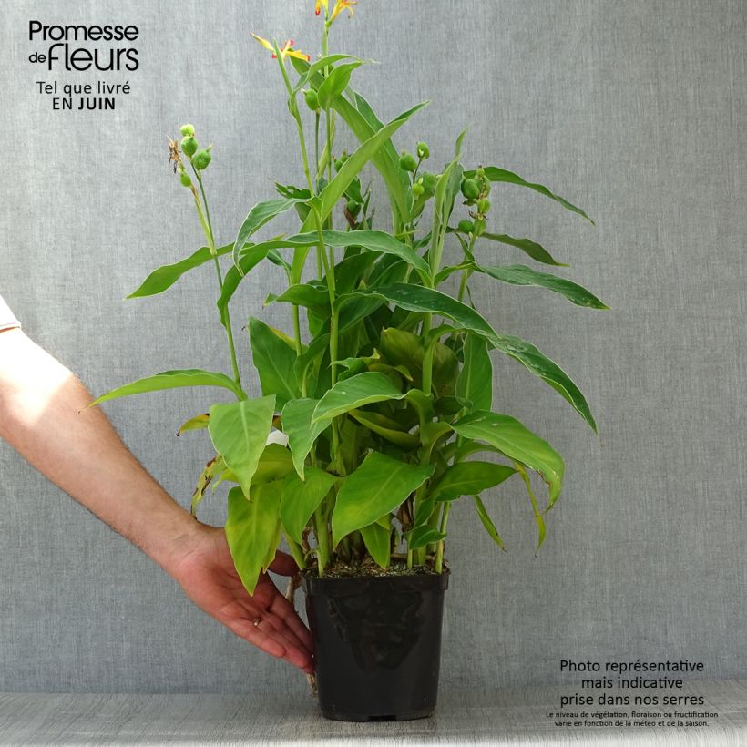 Example of Canna edulis - Blumenrohr Topf mit 2L/3L as you get in ete