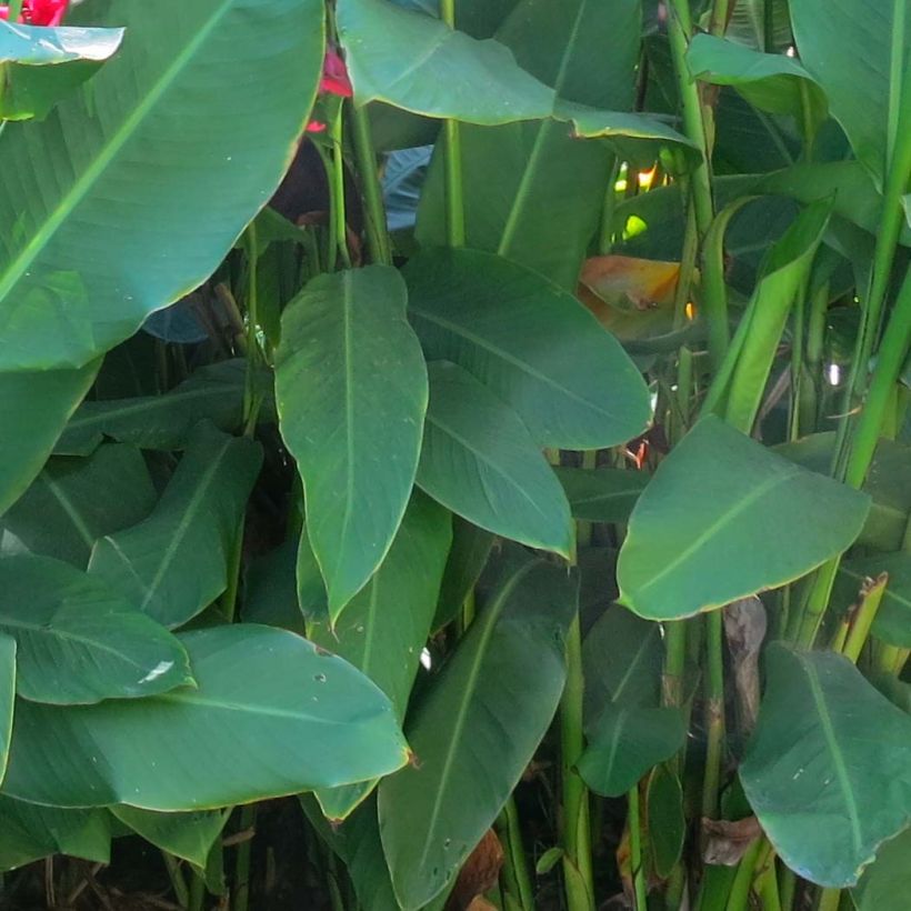 Blumenrohr - Canna iridiflora (Foliage)
