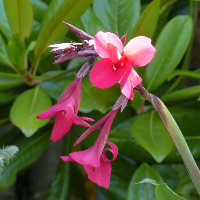 Blumenrohr - Canna iridiflora (Flowering)