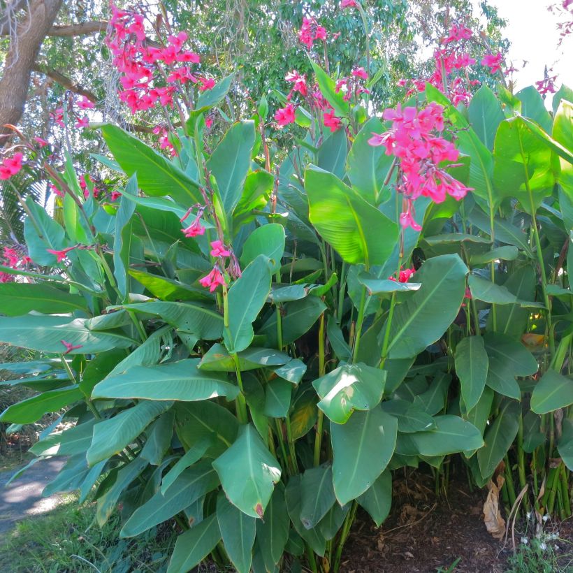 Blumenrohr - Canna iridiflora (Plant habit)