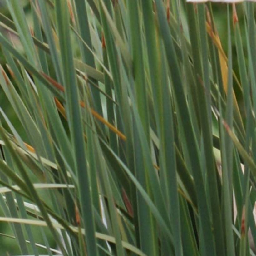 Dierama pulcherrimum - Trichterschwertel (Foliage)