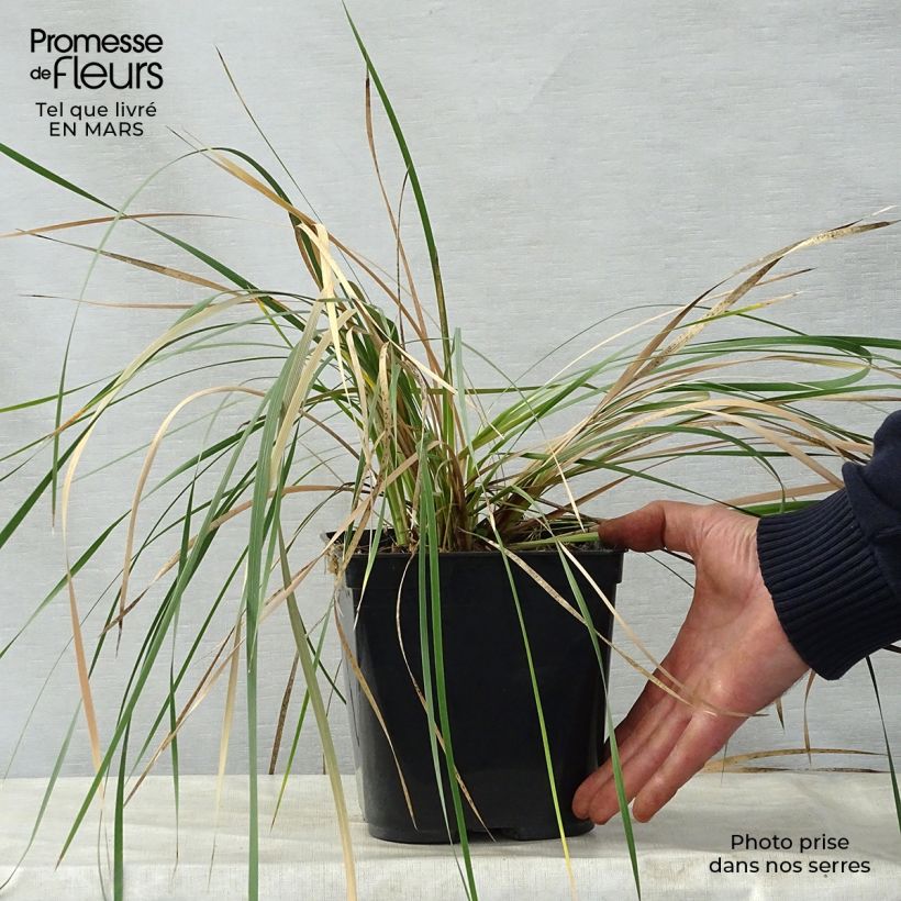 Exemplar von Dierama Pink Rocket - Trichterschwertel Topf mit 2L/3L wie im Frühjahr geliefert