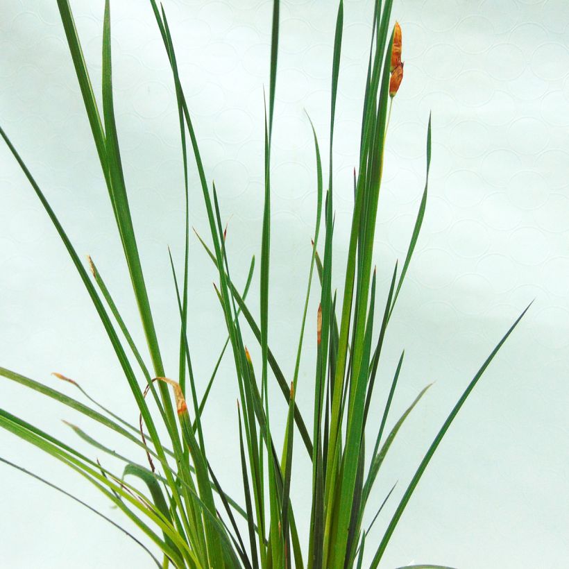 Dierama trichorhizum - Trichterschwertel (Foliage)