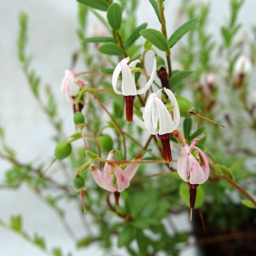 Cranberry Pilgrim - Vaccinium macrocarpon (Flowering)