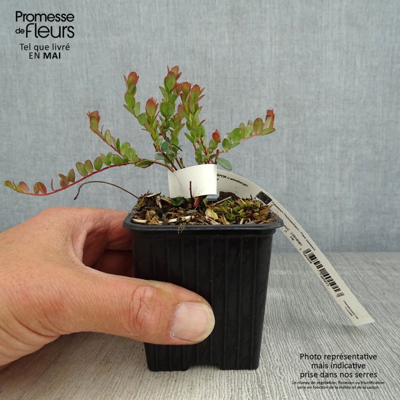 Exemplar von Cranberry Pilgrim - Vaccinium macrocarpon Kleine Töpfe von 8/9 cm wie im Frühjahr geliefert