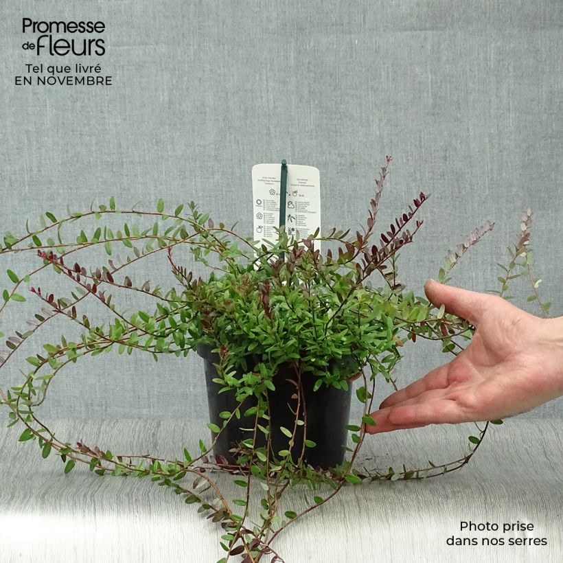 Example of Cranberry Pilgrim - Vaccinium macrocarpon Topf mit 1,5L/2L, Strauch as you get in automne