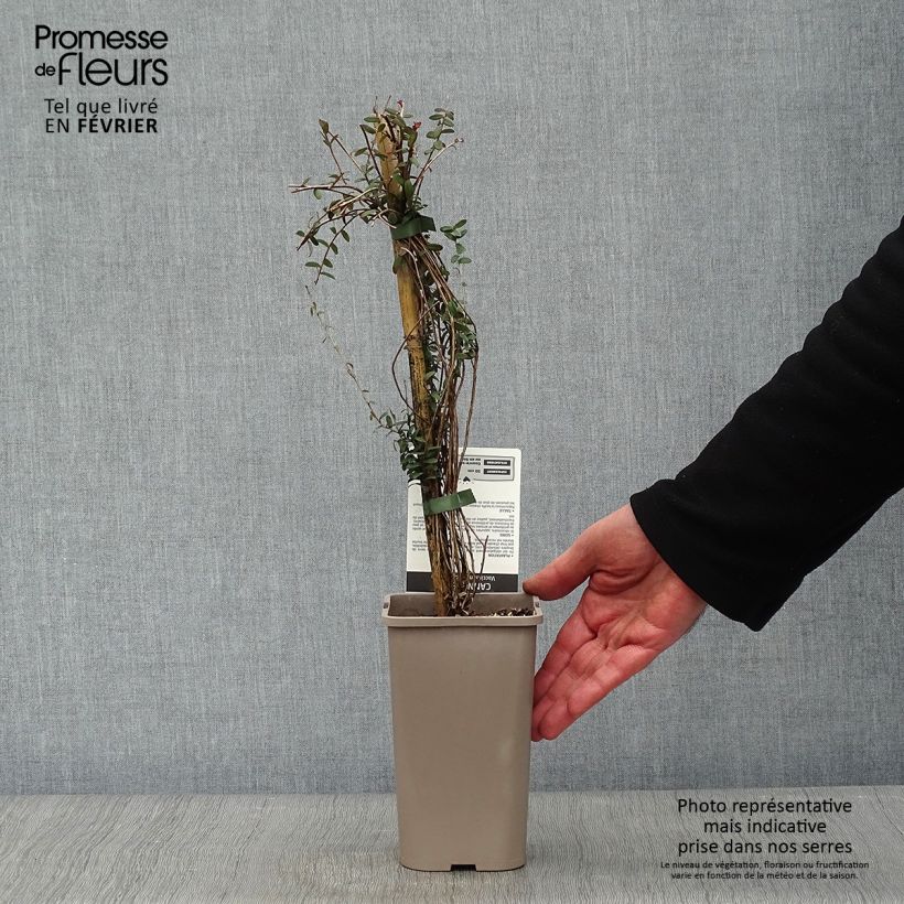 Exemplar von Vaccinium macrocarpon - Cranberry Topf mit 1,5L/2L, Strauch wie im Winter geliefert