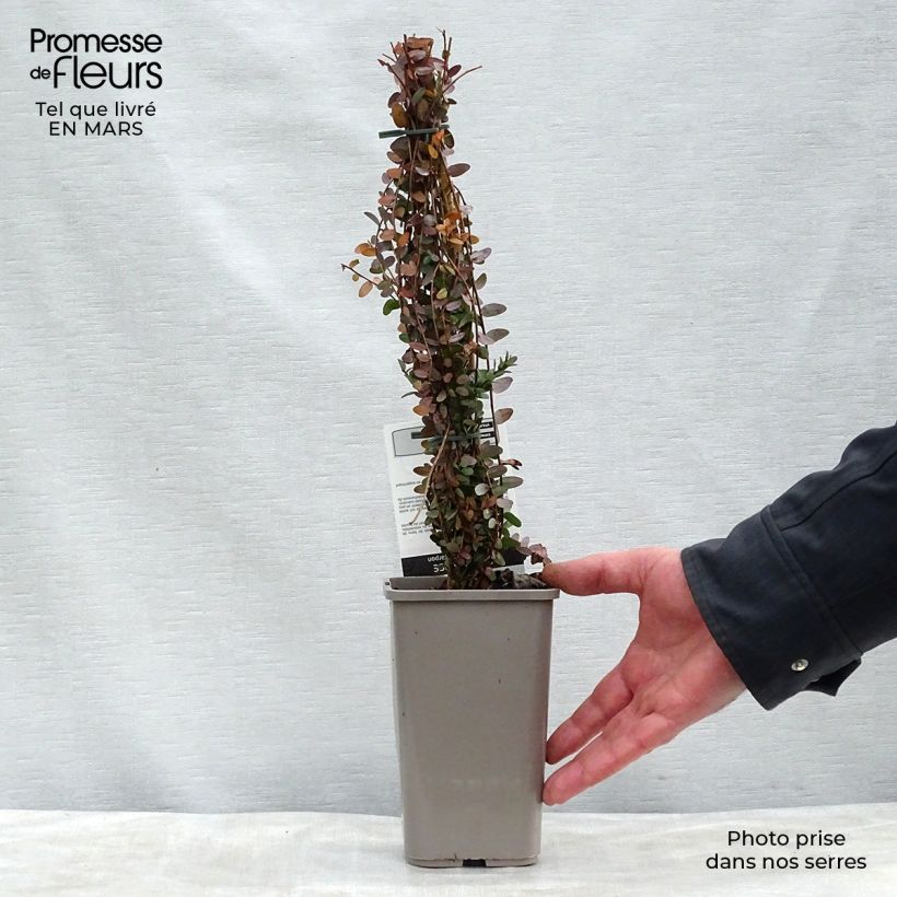 Exemplar von Vaccinium macrocarpon - Cranberry Topf mit 1,5L/2L, Strauch wie im Frühjahr geliefert