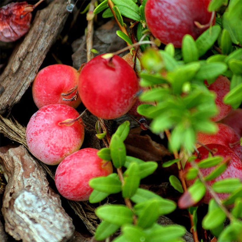 Cranberry Early Black - Vaccinium macrocarpon (Harvest)