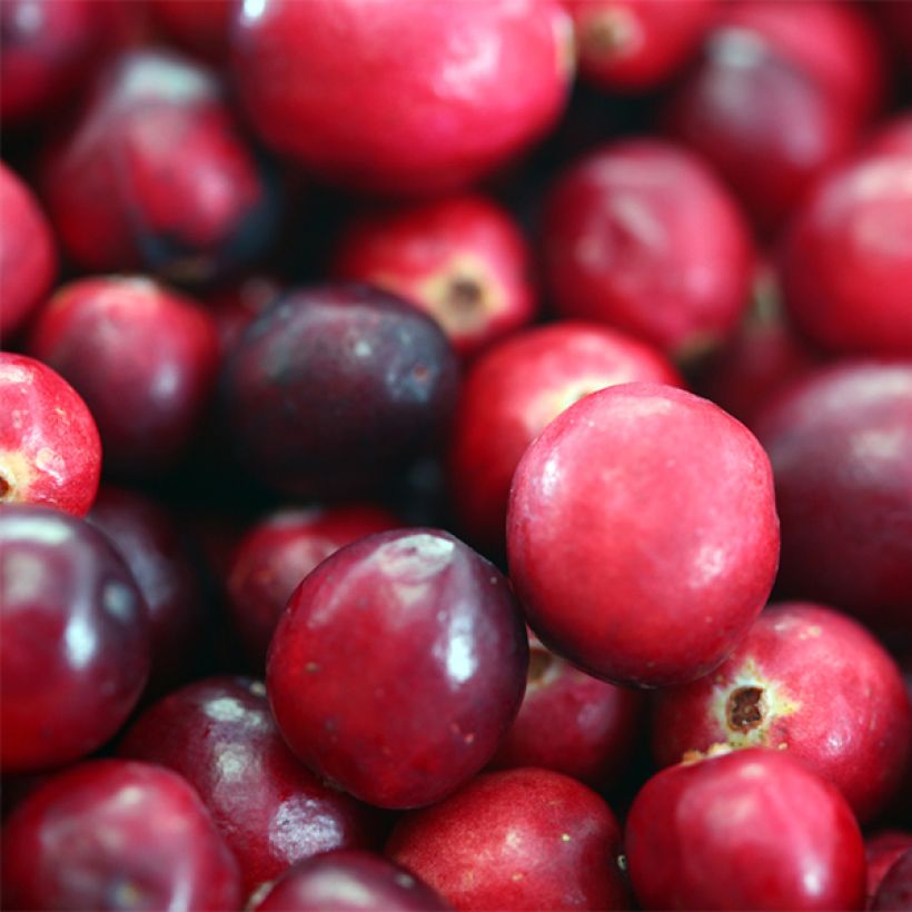 Cranberry Pilgrim - Vaccinium macrocarpon (Harvest)