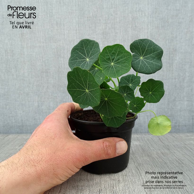 Exemplar von Tropaeolum minus Baby Rose - Kleine Kapuzinerkresse Kleine Töpfe von 8/9 cm wie im Frühjahr geliefert