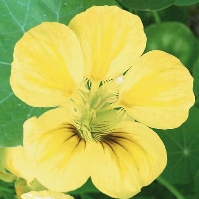 Tropaeolum ciliatum - Gefranstes Kapuzinerkresse (Flowering)