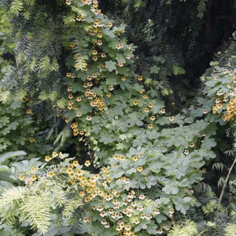 Tropaeolum ciliatum - Gefranstes Kapuzinerkresse (Plant habit)