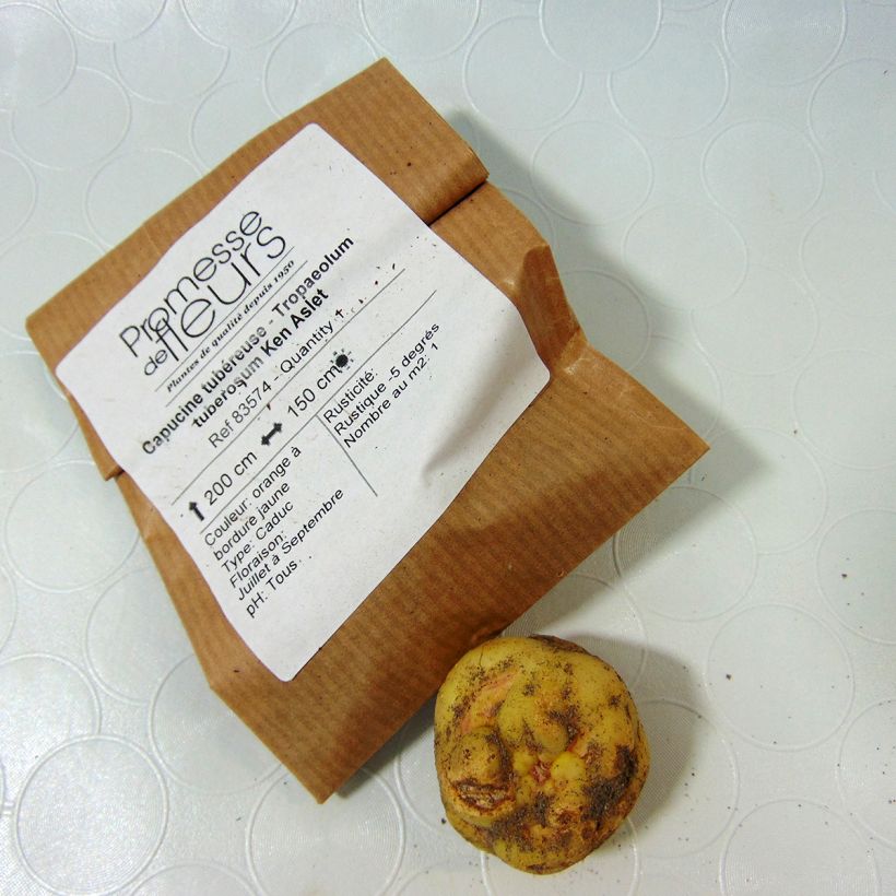 Example of Tropaeolum tuberosum var. lineamaculatum Ken Aslet - Knollige Kapuzinerkresse Zwiebel as you get