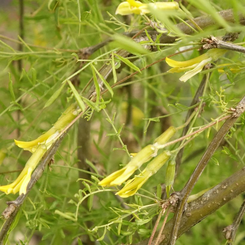 Caragana arborescens Walker - Erbsenstrauch (Blüte)
