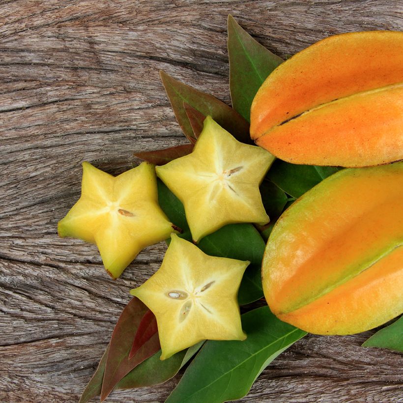 Sternfrucht Arkin - Averrhoa carambola (Harvest)