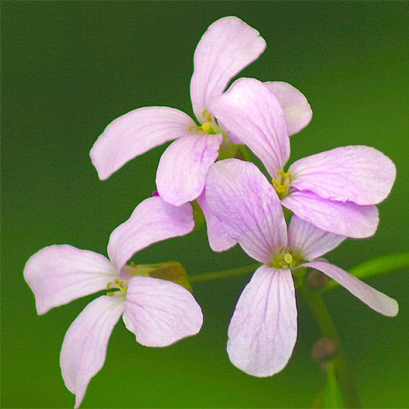 Cardamine bulbifera - Zwiebeltragende Zahnwurz (Flowering)