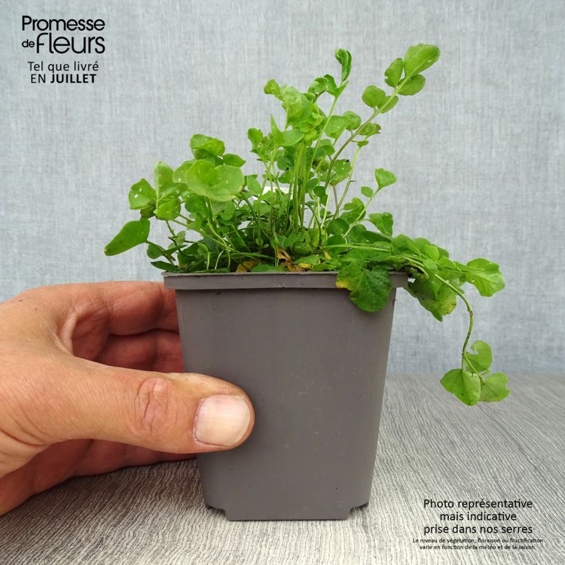 Exemplar von Cardamine pratensis - Wiesen-Schaumkraut Kleine Töpfe von 8/9 cm wie im Sommer geliefert