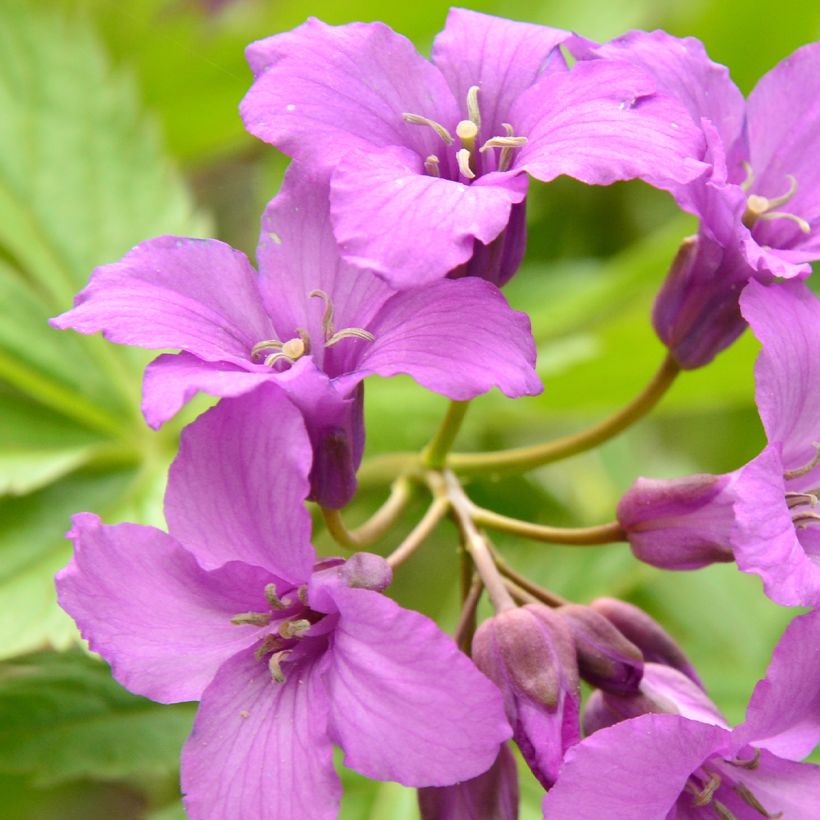 Cardamine pentaphylla - Finger-Schaumkraut (Flowering)