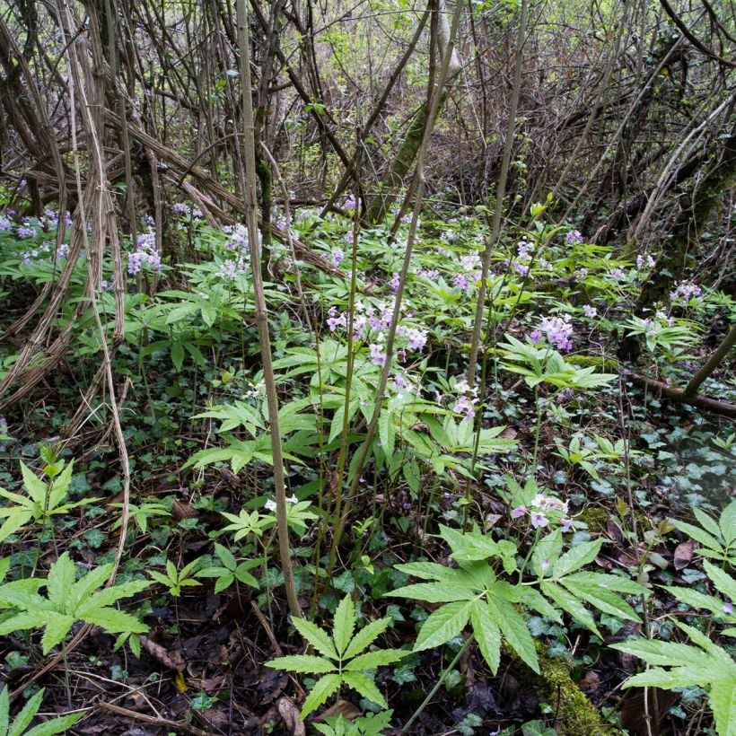 Cardamine pentaphylla - Finger-Schaumkraut (Plant habit)