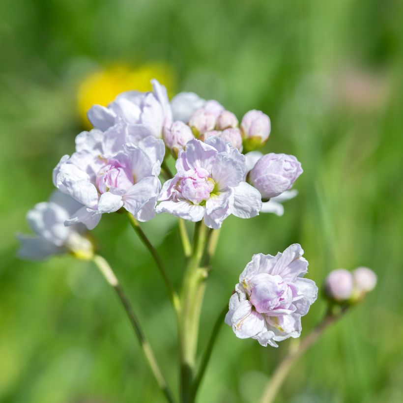 Cardamine pratensis Flore Pleno - Wiesen-Schaumkraut (Flowering)