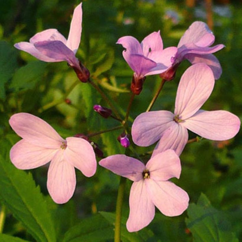 Cardamine quinquefolia - Schaumkraut (Flowering)