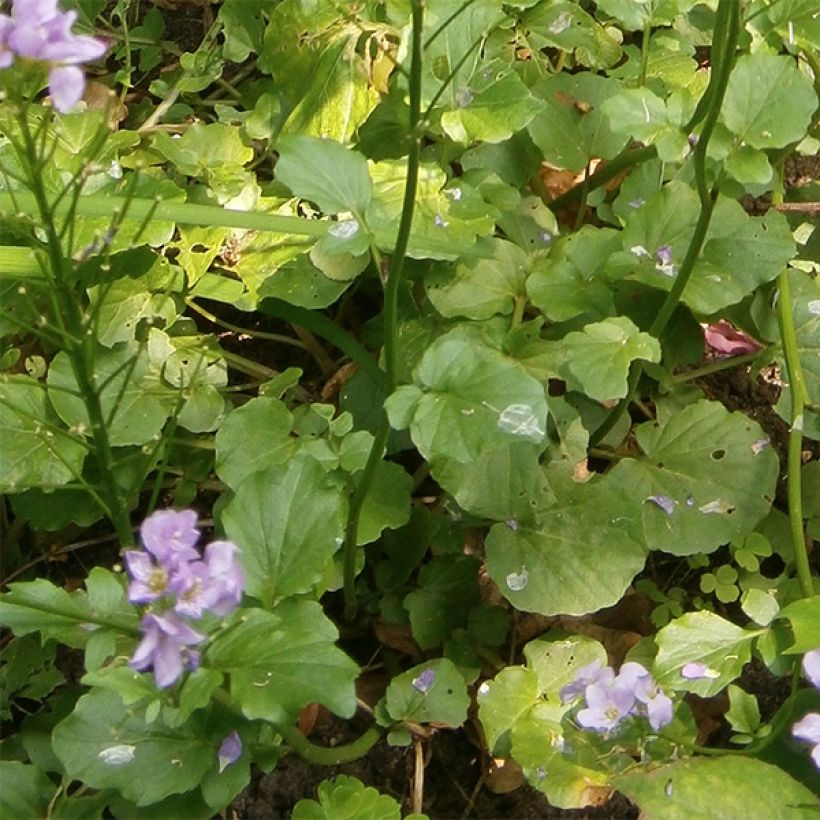 Cardamine raphanifolia - Rettich-Schaumkraut (Foliage)