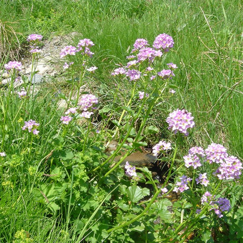 Cardamine raphanifolia - Rettich-Schaumkraut (Flowering)