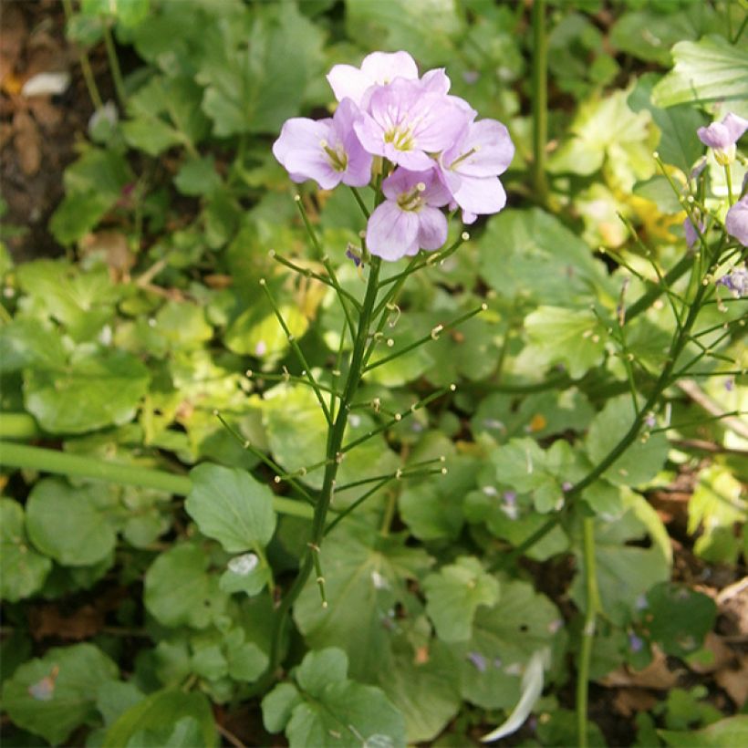 Cardamine raphanifolia - Rettich-Schaumkraut (Plant habit)